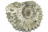 Bumpy Ammonite (Douvilleiceras) Fossil - Madagascar #289092-1